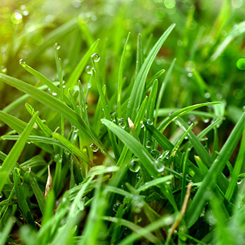 Herramientas de Jardín