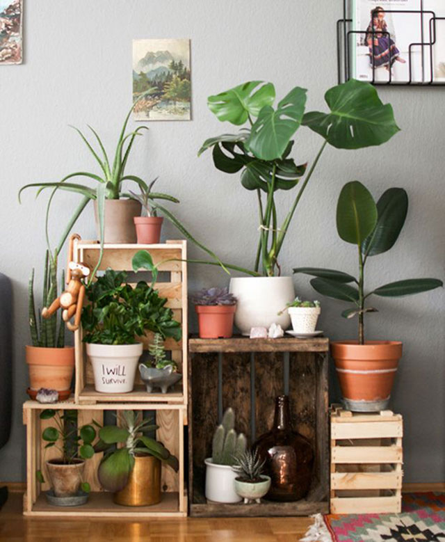 Cómo lucir tus plantas