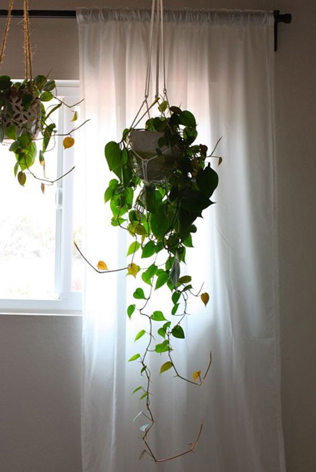 Cómo lucir tus plantas