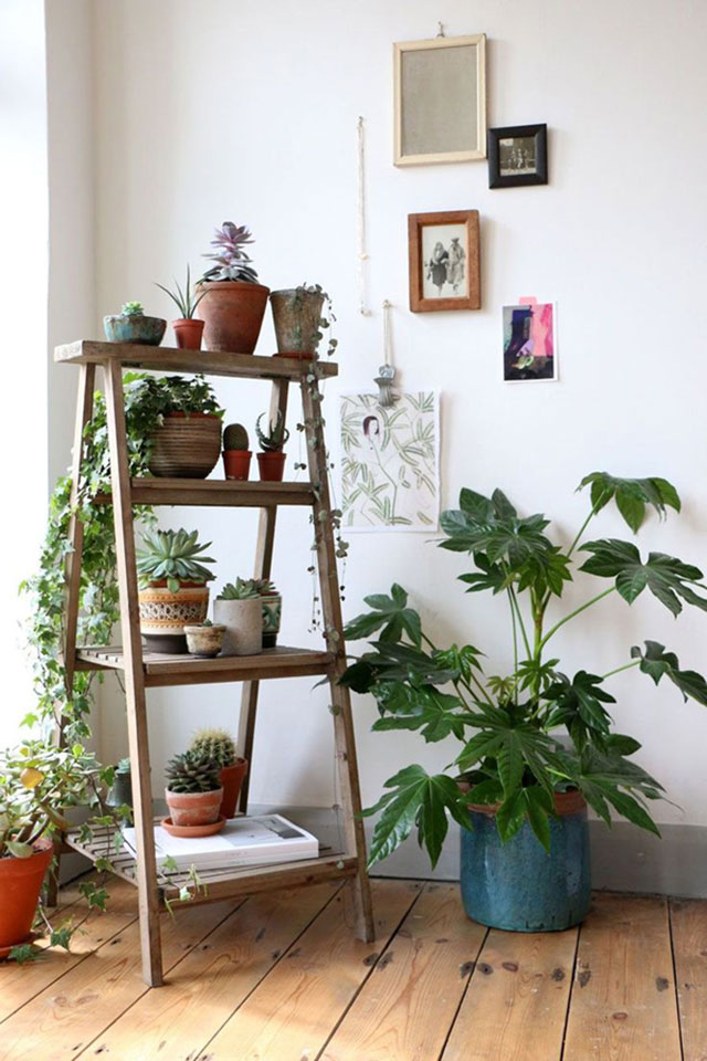 Cómo lucir tus plantas