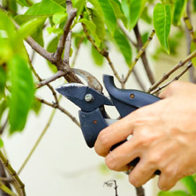 ¿Cómo podar las plantas del jardín?