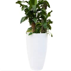FLORIDIS - MACETERO BLANCO AMSTERDAM 65 CM ALTO CON PLATO