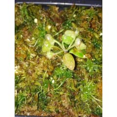 GENERICO - Planta Carnivora Cephalotus Jarros Australianos