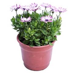 LAS BANDURRIAS - Osteospermum 20 cm Natural CT23