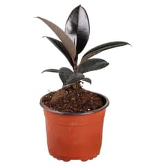 LAS BANDURRIAS - Gomero Burgundy 20 cm Natural CT13