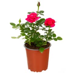 LAS BANDURRIAS - Rosa hybrida 0,2 m exterior