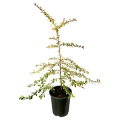 FLORES DE MI TIERRA - Crataegus 0,8 m