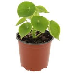 LAS BANDURRIAS - Peperomia Cuchara 10 cm Natural CT14