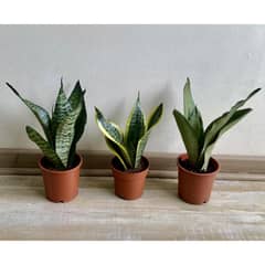 undefined - Planta Sansevieria 25 cm Natural CT13