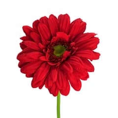 FLORACENTER - Gerbera ema artificial 62cm rojo