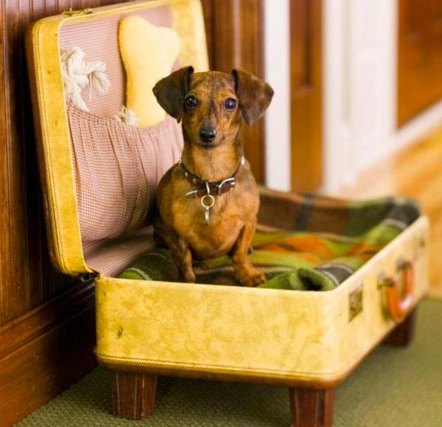 Camita de maleta para perro.