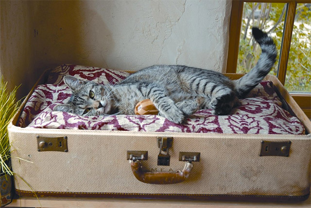 Camita de maleta para gato.