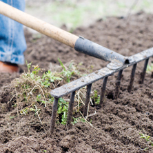 ¿Cómo escoger plantas para el jardín?