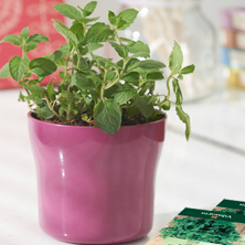 ¿Cómo cultivar las plantas medicinales y aromáticas?